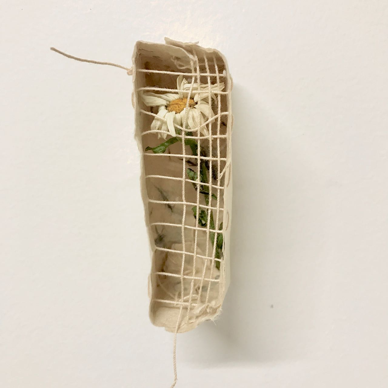 image of an artpiece, with a daisy enclosed in a small paper box and woven mesh covering.